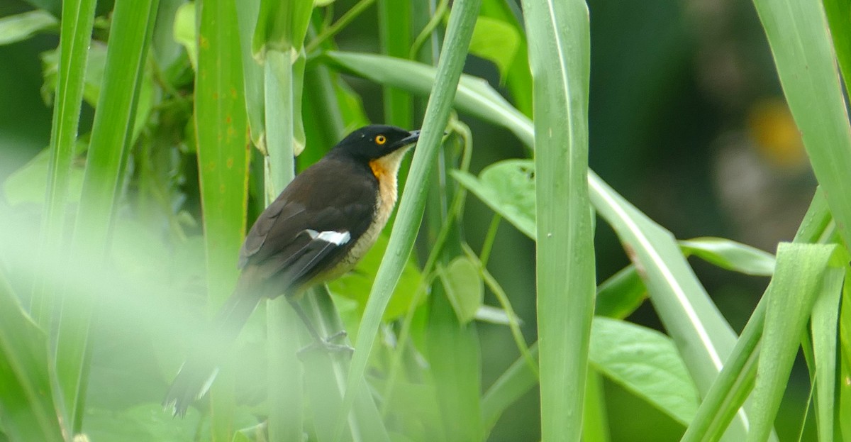 Black-capped Donacobius - ML616552400