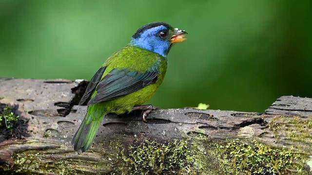 Moss-backed Tanager - ML616552406