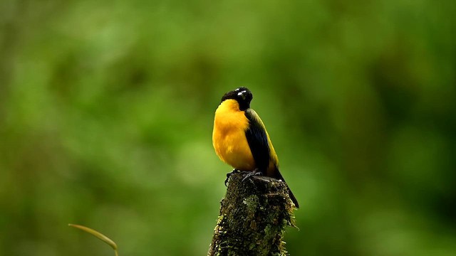 Black-chinned Mountain Tanager - ML616552425