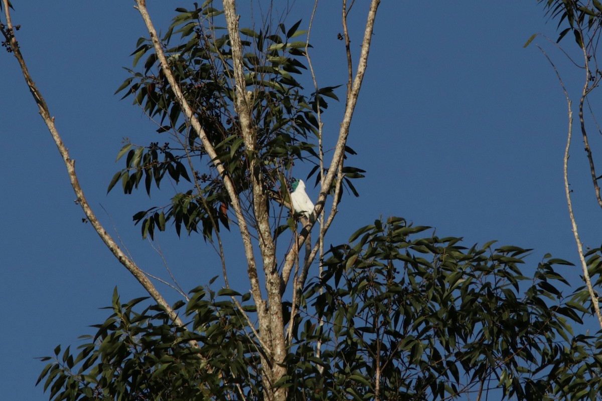 Bare-throated Bellbird - ML616552449