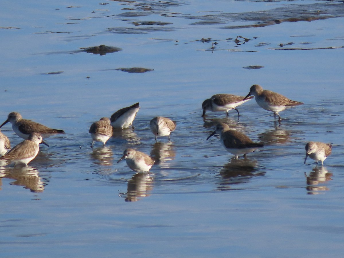 Western Sandpiper - ML616552475