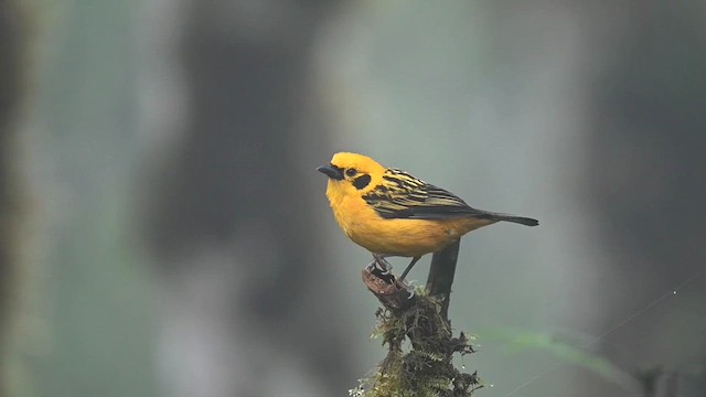 Golden Tanager (aurulenta Group) - ML616552484