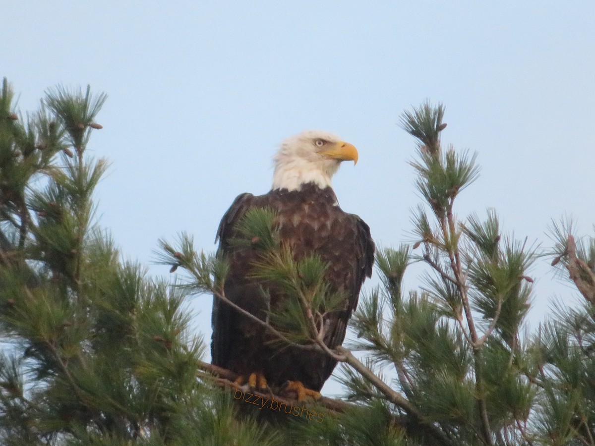 Bald Eagle - Biz Heron