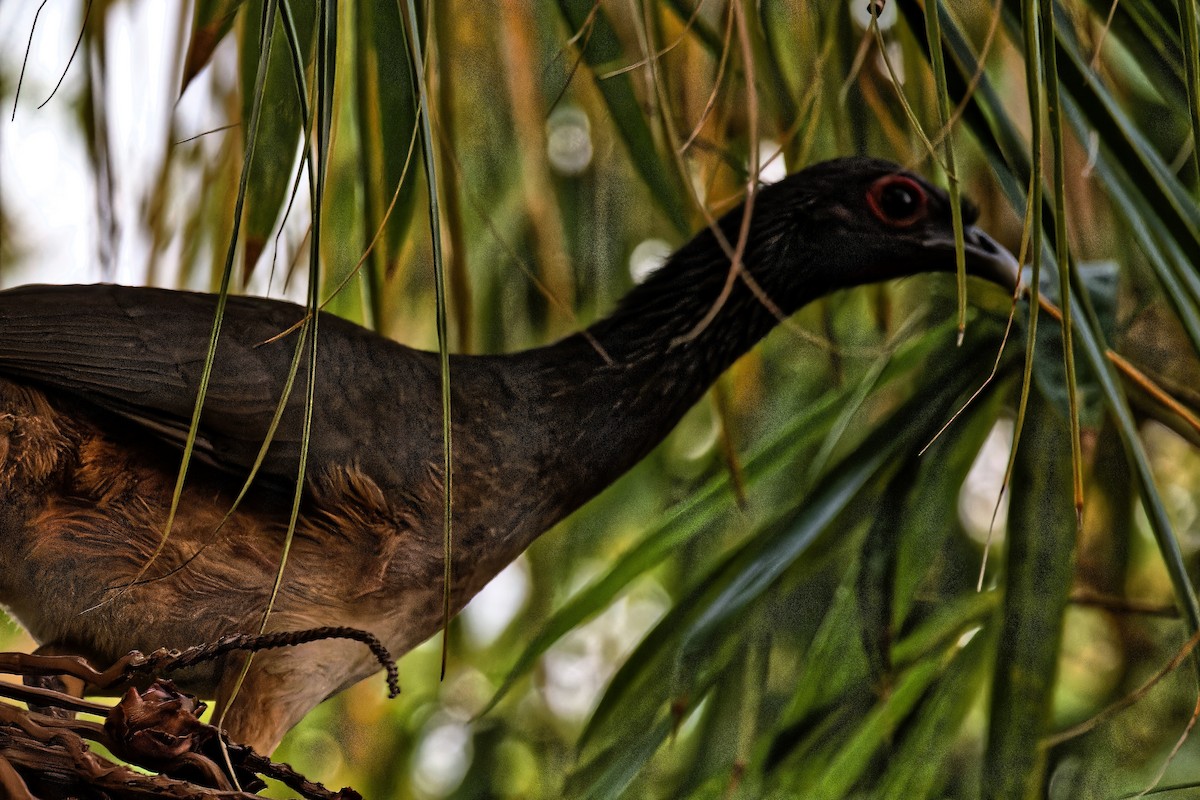 West Mexican Chachalaca - ML616552585