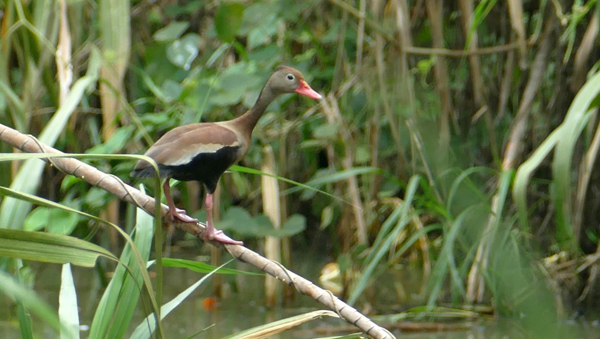 Black-bellied Whistling-Duck - ML616552622