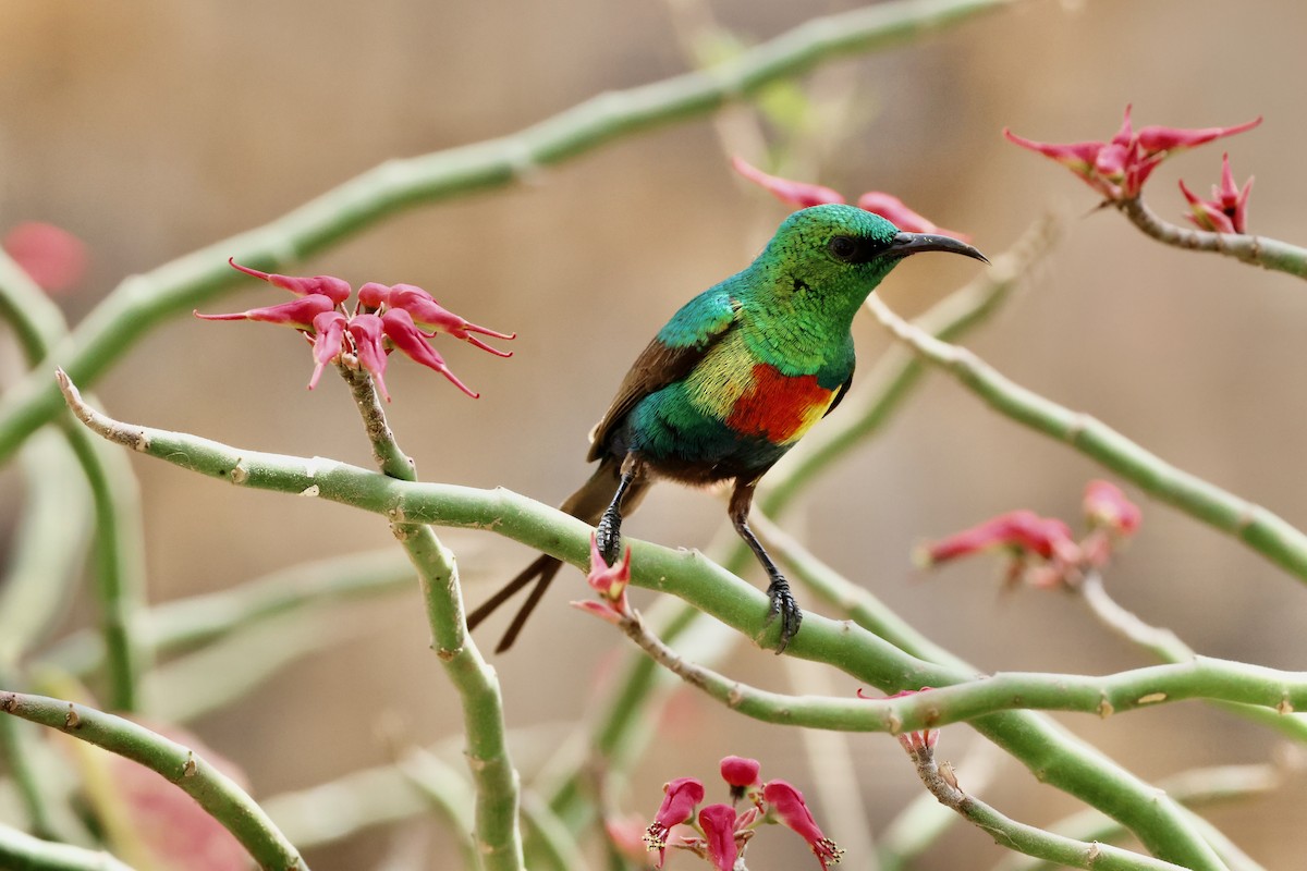 Beautiful Sunbird - ML616552625
