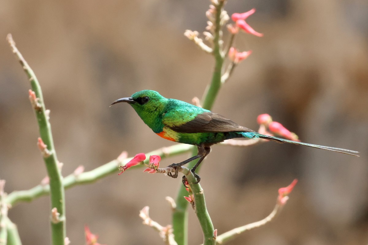 Beautiful Sunbird - ML616552627