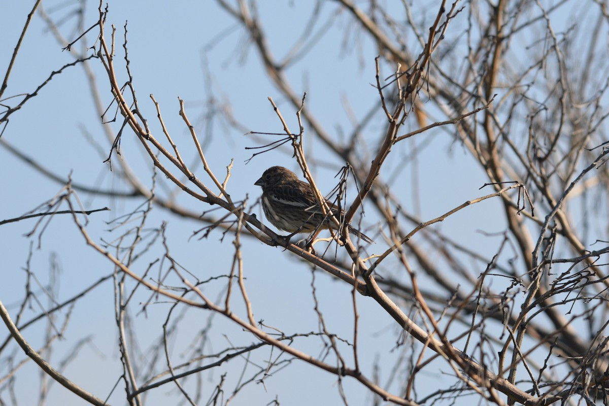 Lark Bunting - Andrew Howe