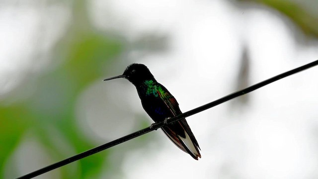 kolibřík hyacintový - ML616552634