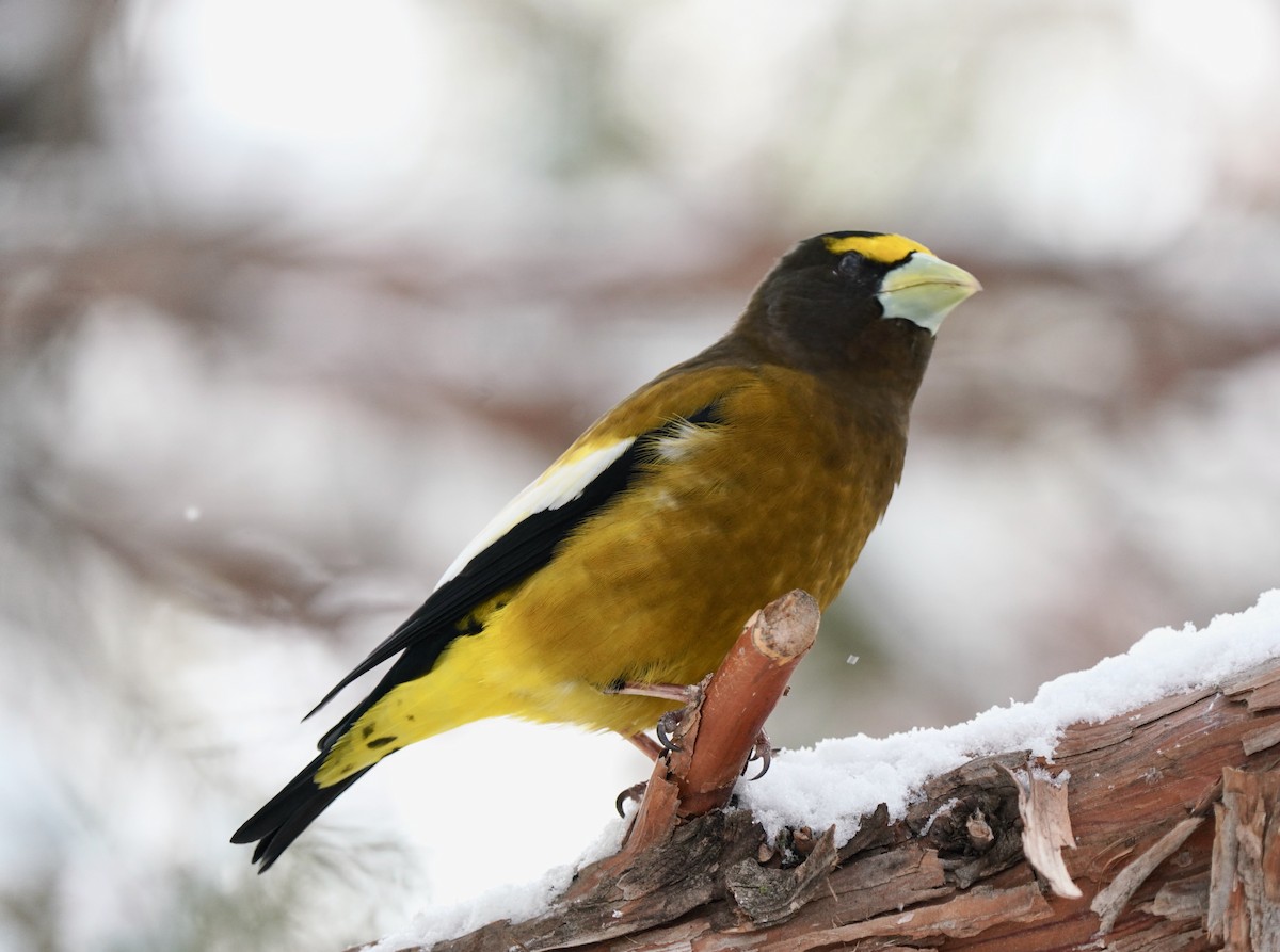 Evening Grosbeak - ML616552646