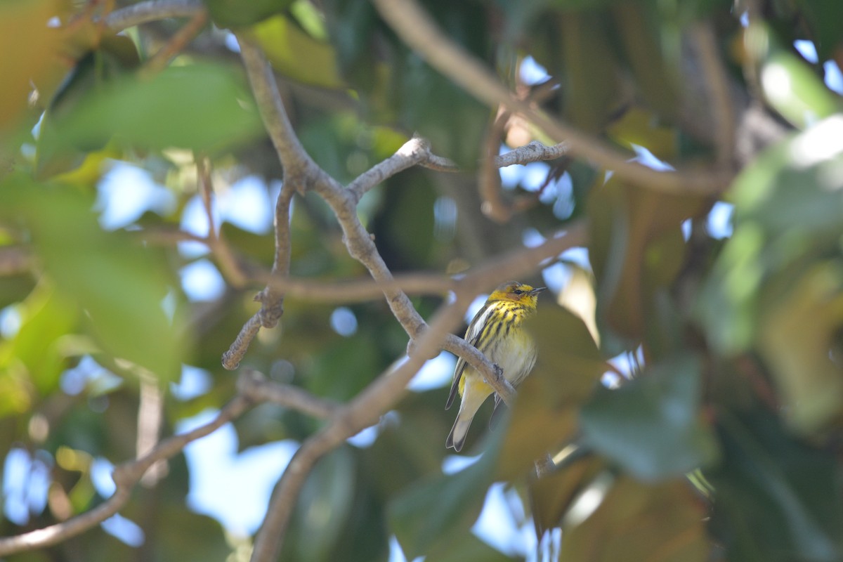 Cape May Warbler - Andrew Howe