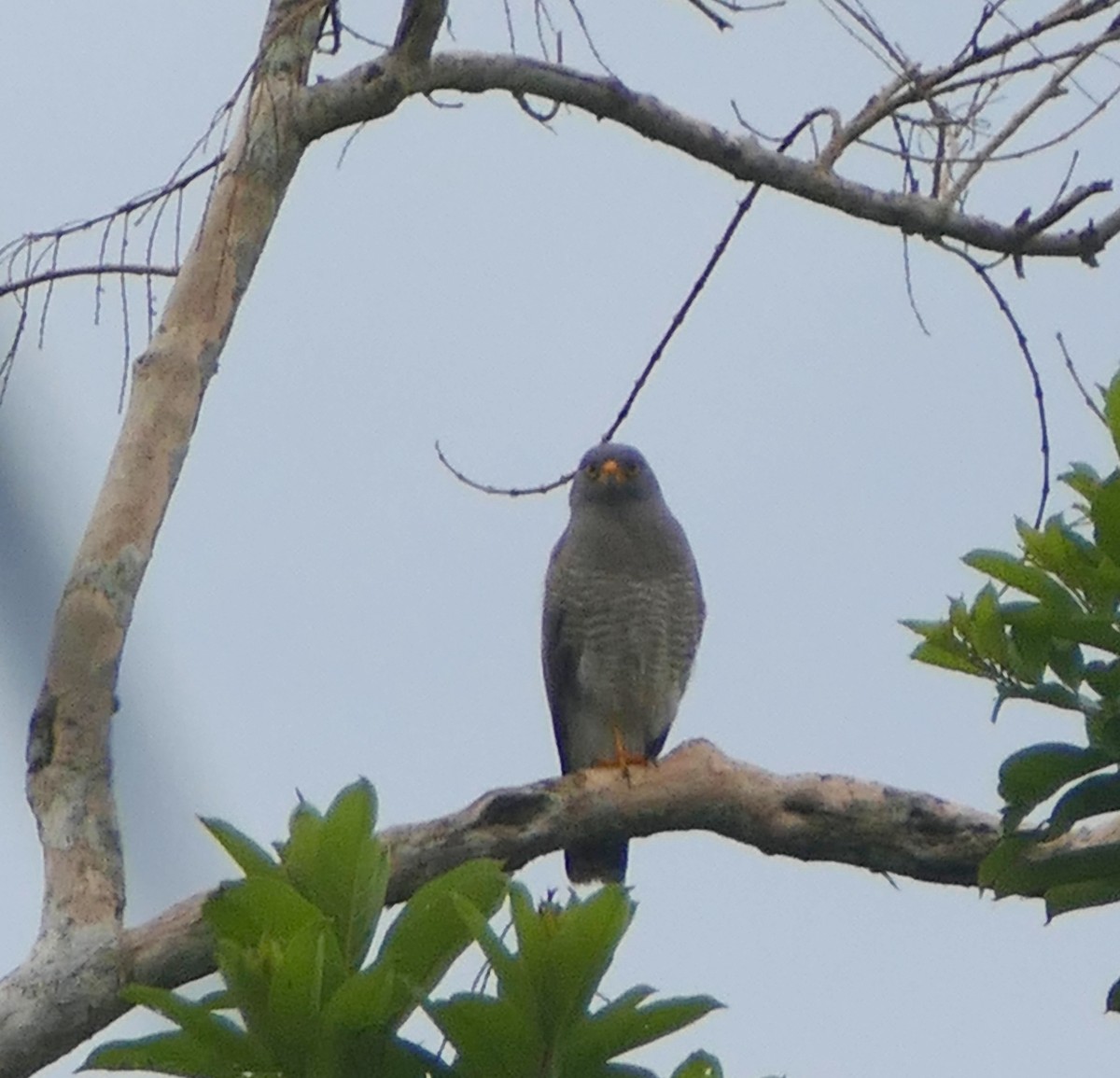 Roadside Hawk - ML616552658