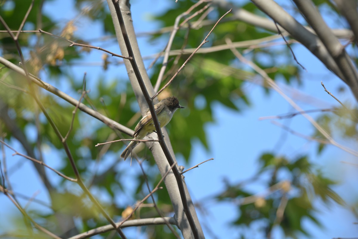 Dusky-capped Flycatcher - Andrew Howe