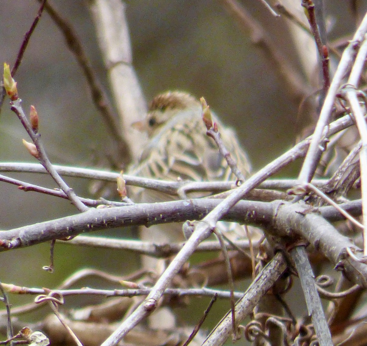 Clay-colored Sparrow - ML616552679