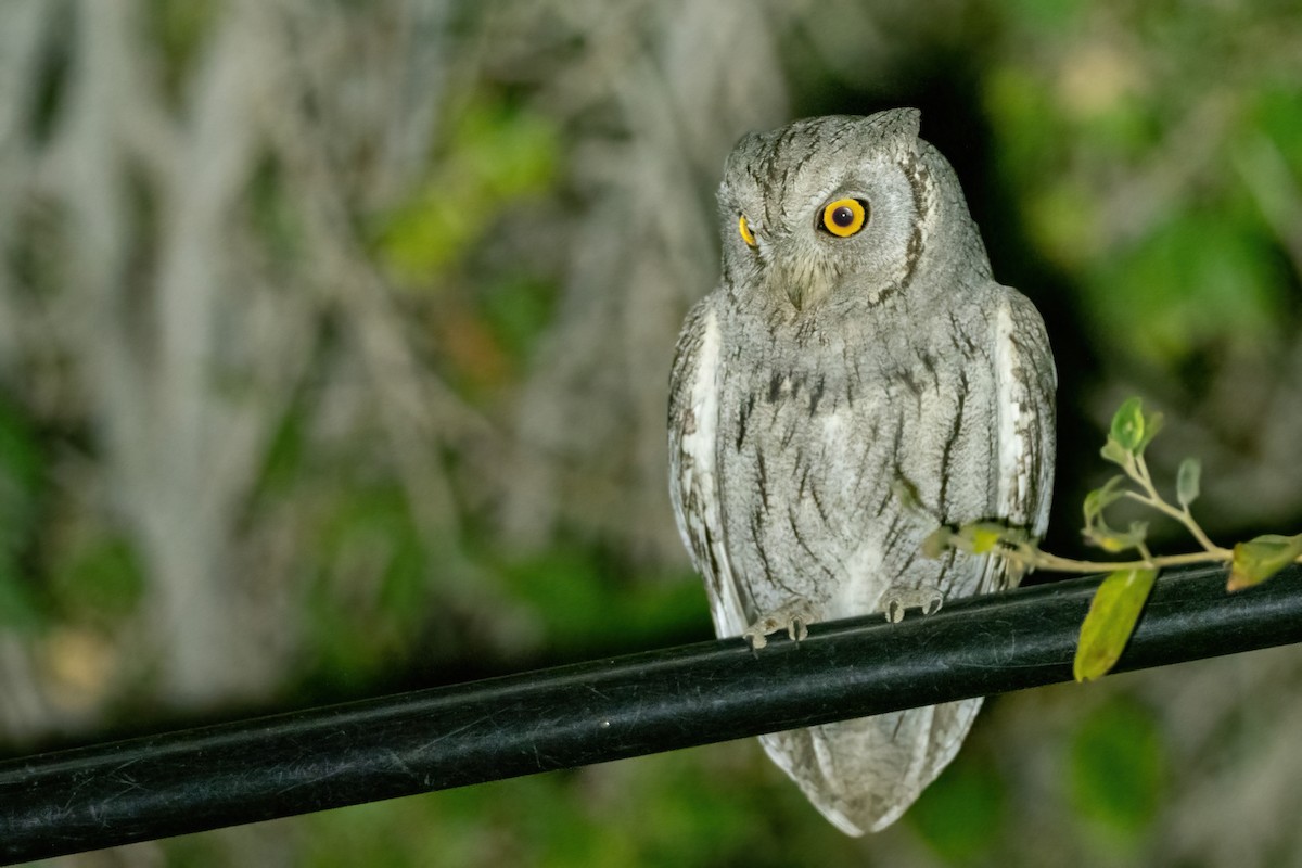 Pallid Scops-Owl - ML616552723