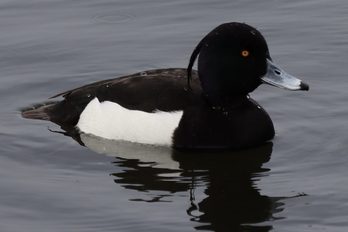 Tufted Duck - ML616552729