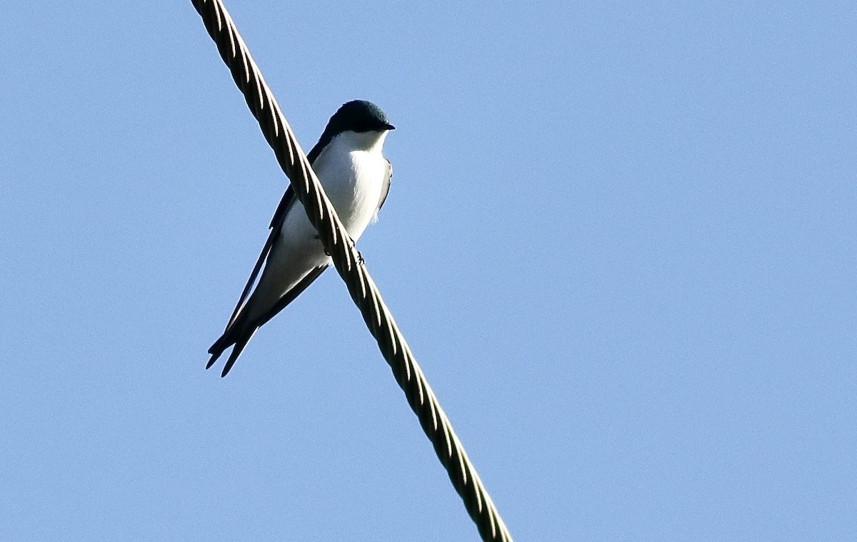 Bahama Swallow - Carlos  Pedro