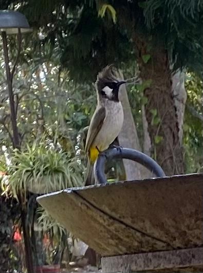 Bulbul Cariblanco - ML616552764