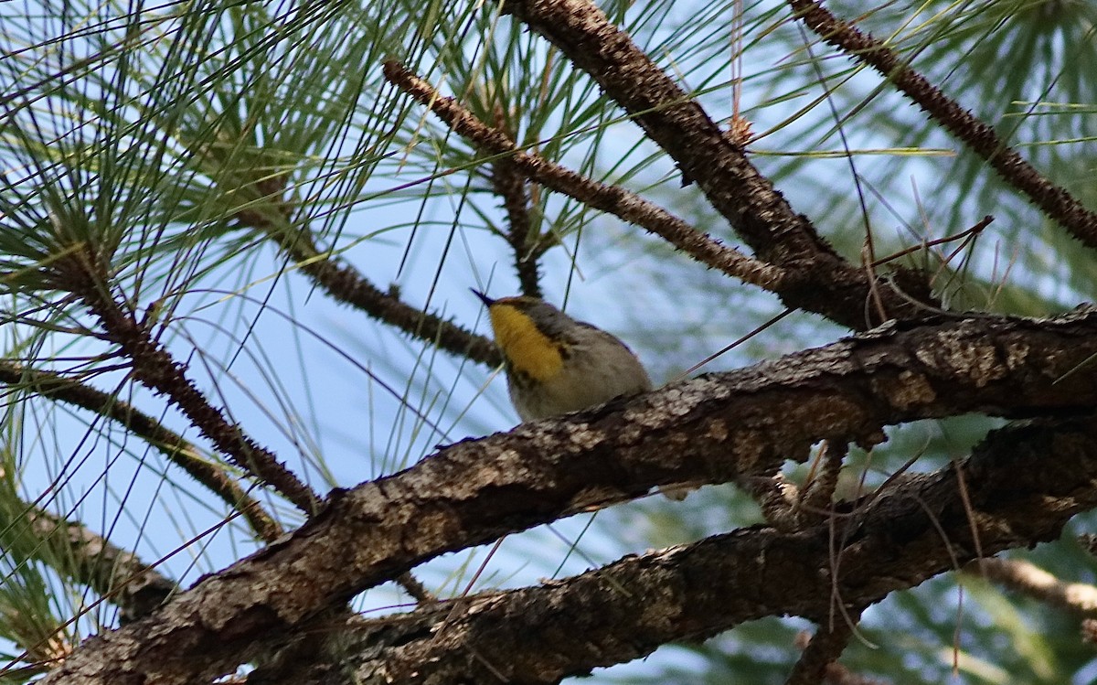 Olive-capped Warbler - Carlos  Pedro