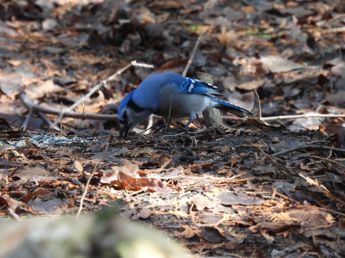 Blue Jay - ML616552774