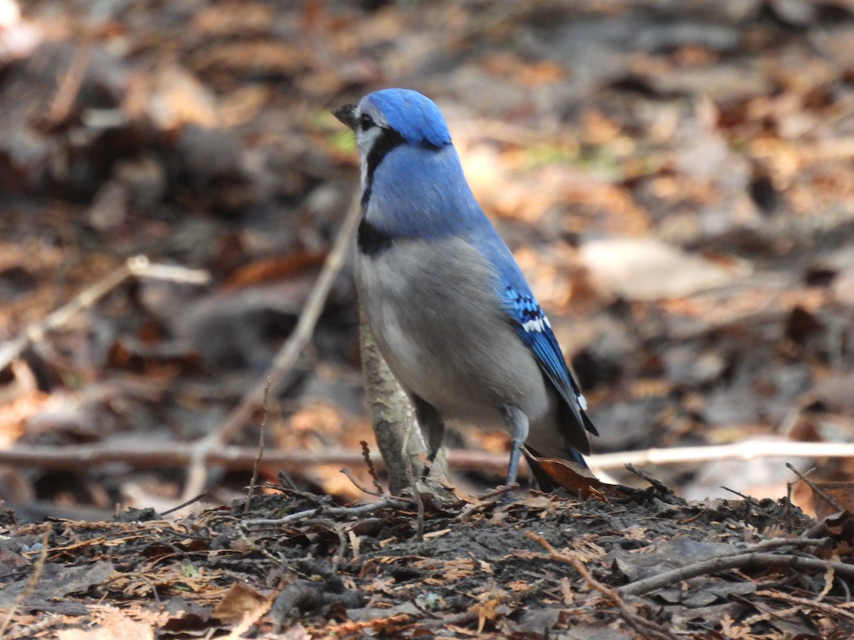 Blue Jay - Alexander R