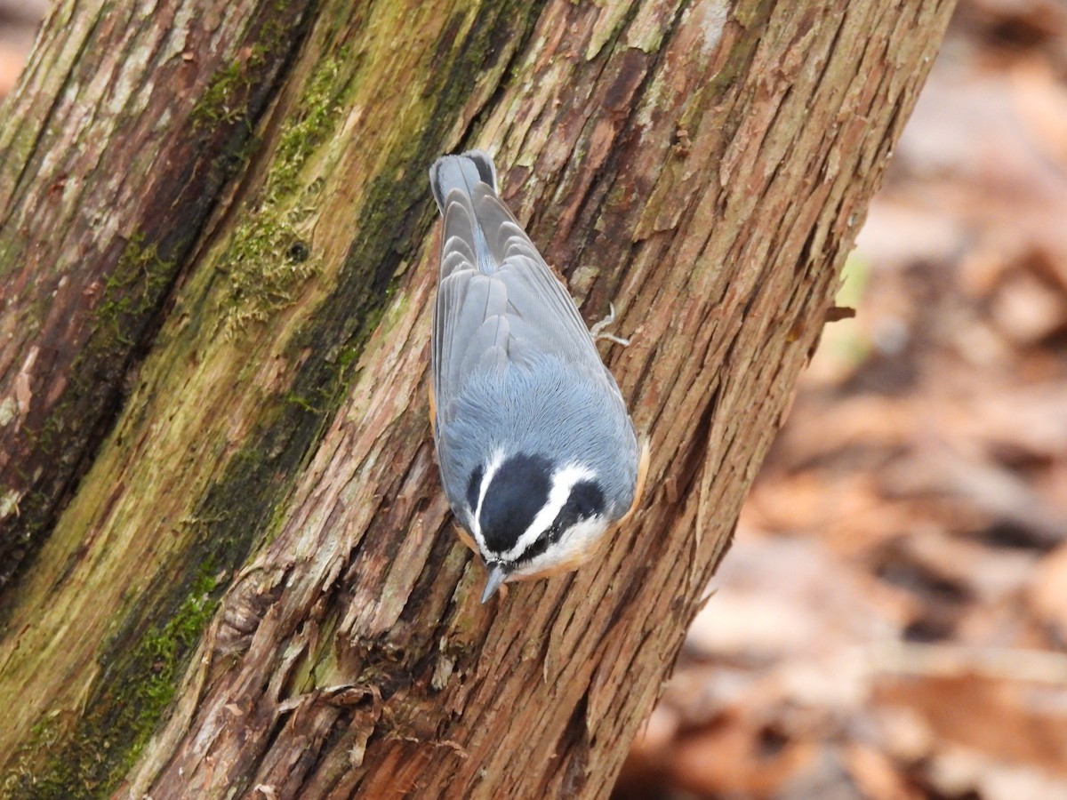 Red-breasted Nuthatch - ML616552777