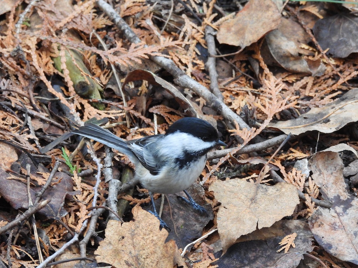 Mésange à tête noire - ML616552778