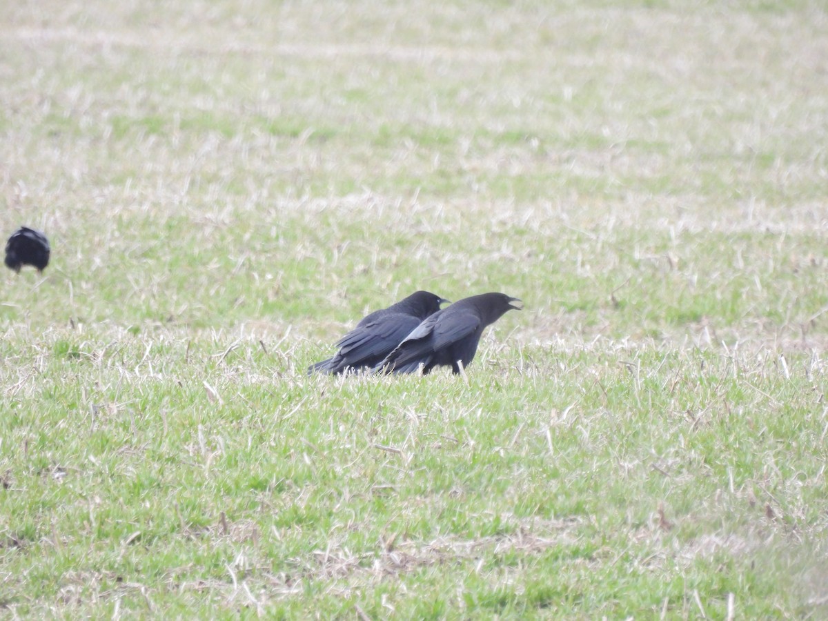 American Crow - ML616552807