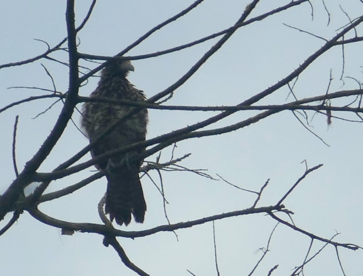 Yellow-headed Caracara - ML616552861