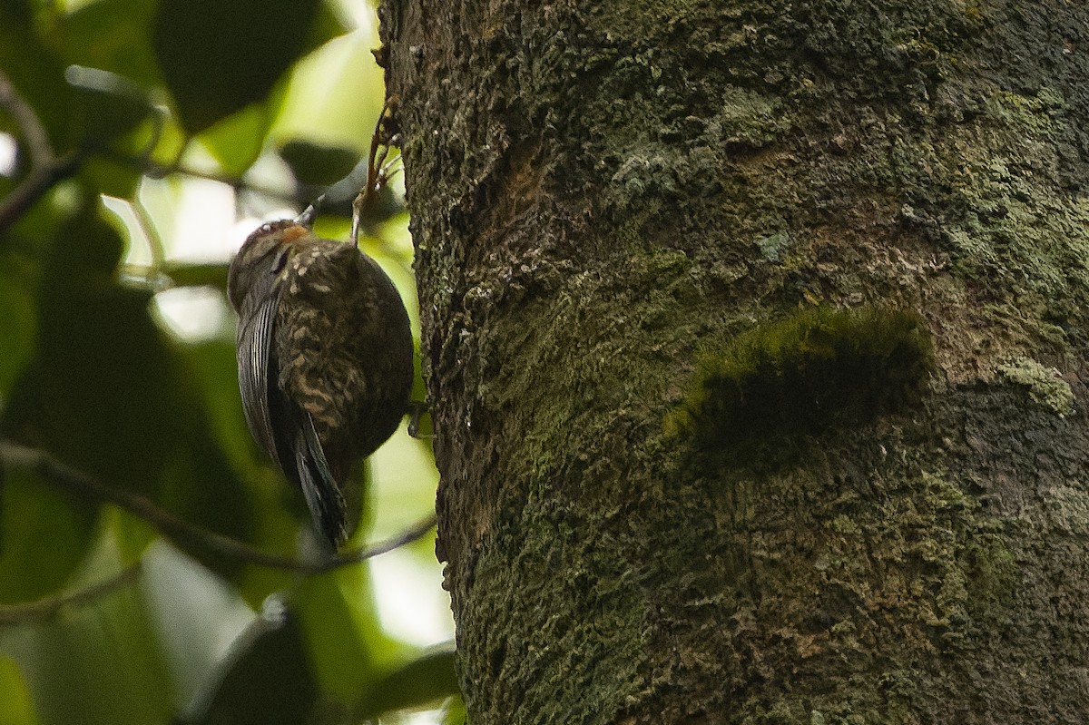 Papuan Treecreeper - ML616552876