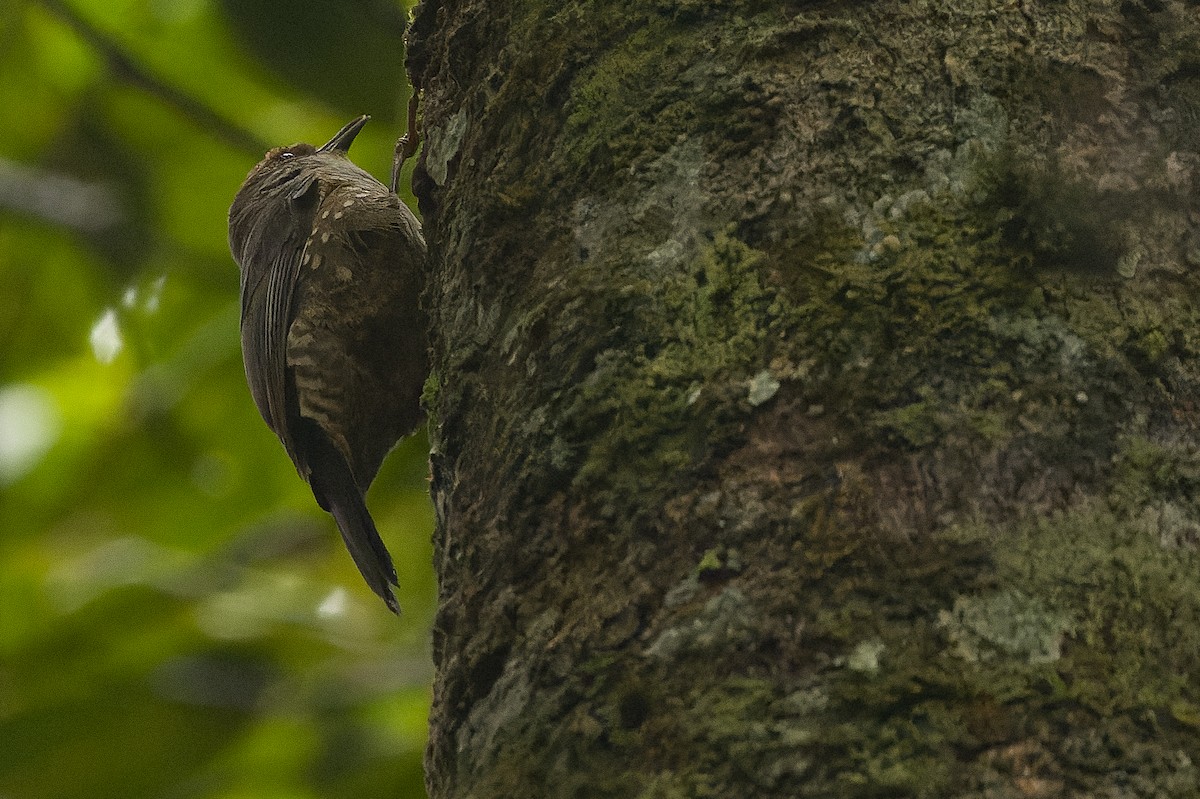 Papuan Treecreeper - ML616552877