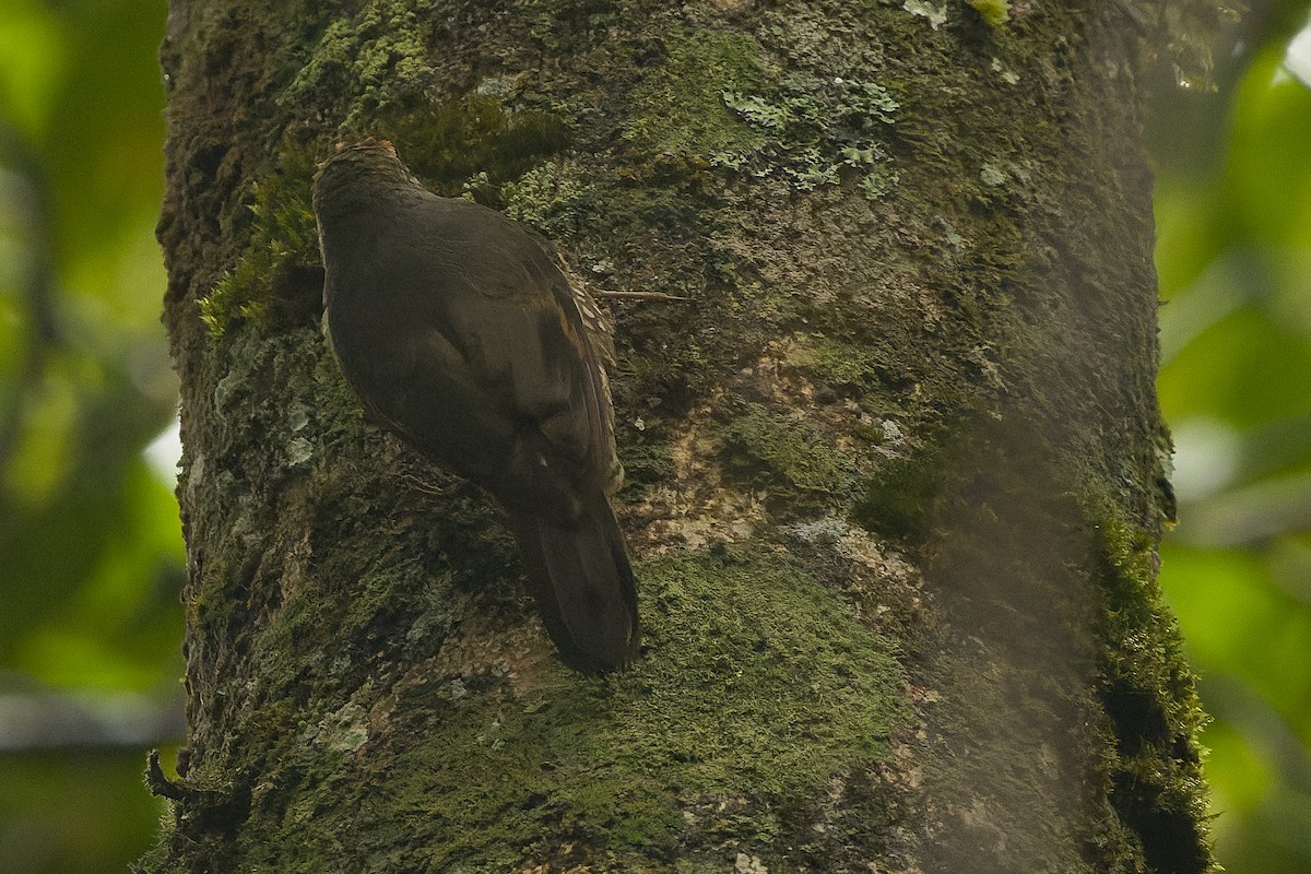 Papuan Treecreeper - Joachim Bertrands