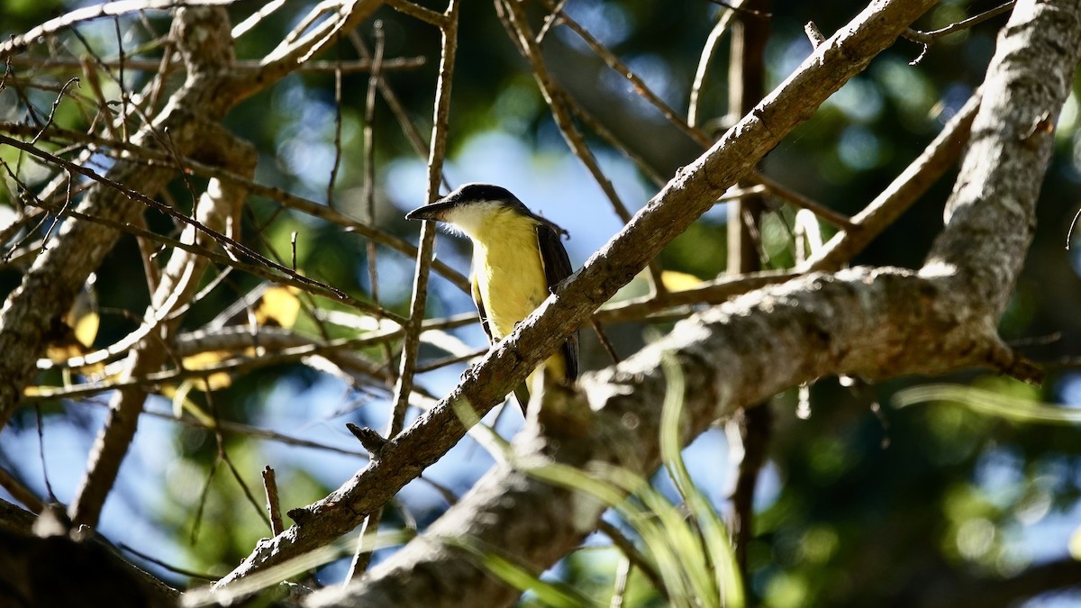 Boat-billed Flycatcher - ML616552901