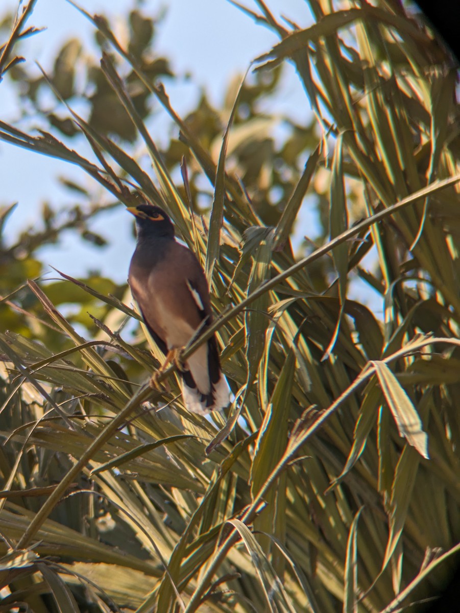 Common Myna - Eve Carey