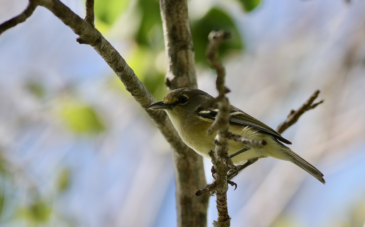 Thick-billed Vireo - ML616552904