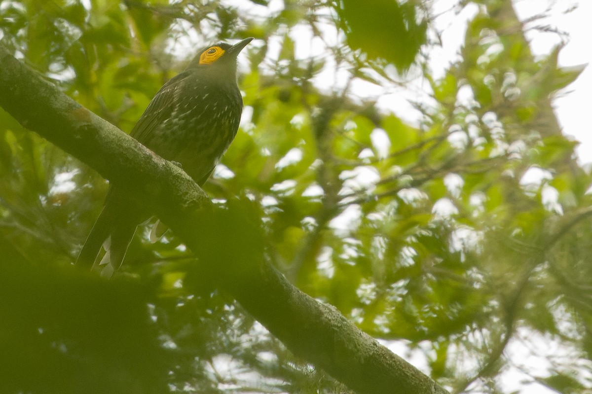 Arfak Honeyeater - ML616552913