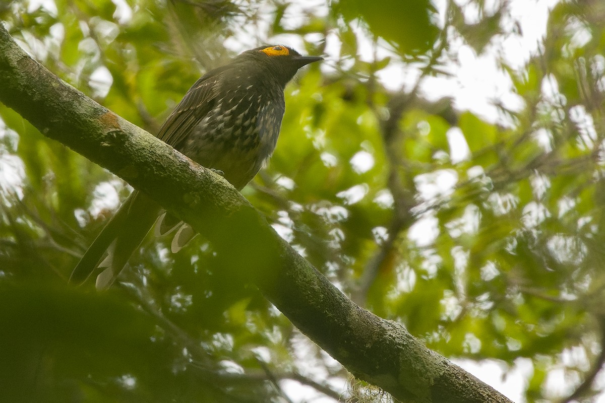 Arfak Honeyeater - ML616552914