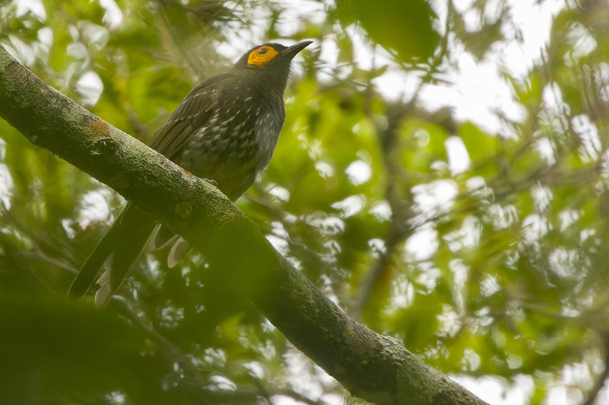 Arfak Honeyeater - ML616552916