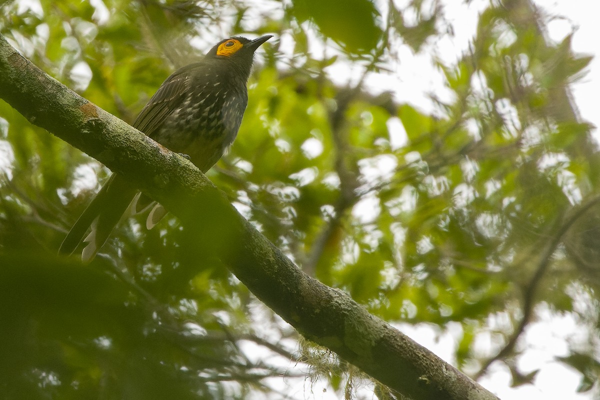 Arfak Honeyeater - ML616552917