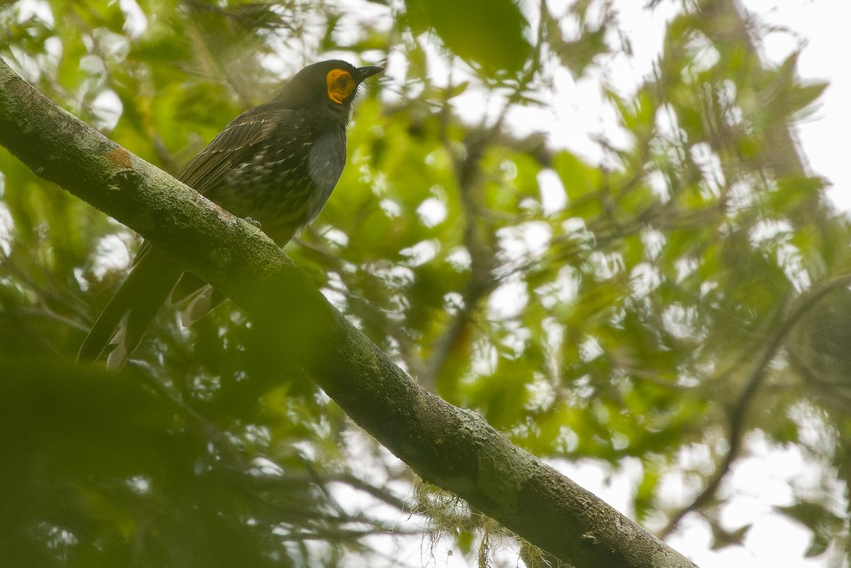 Arfak Honeyeater - ML616552918