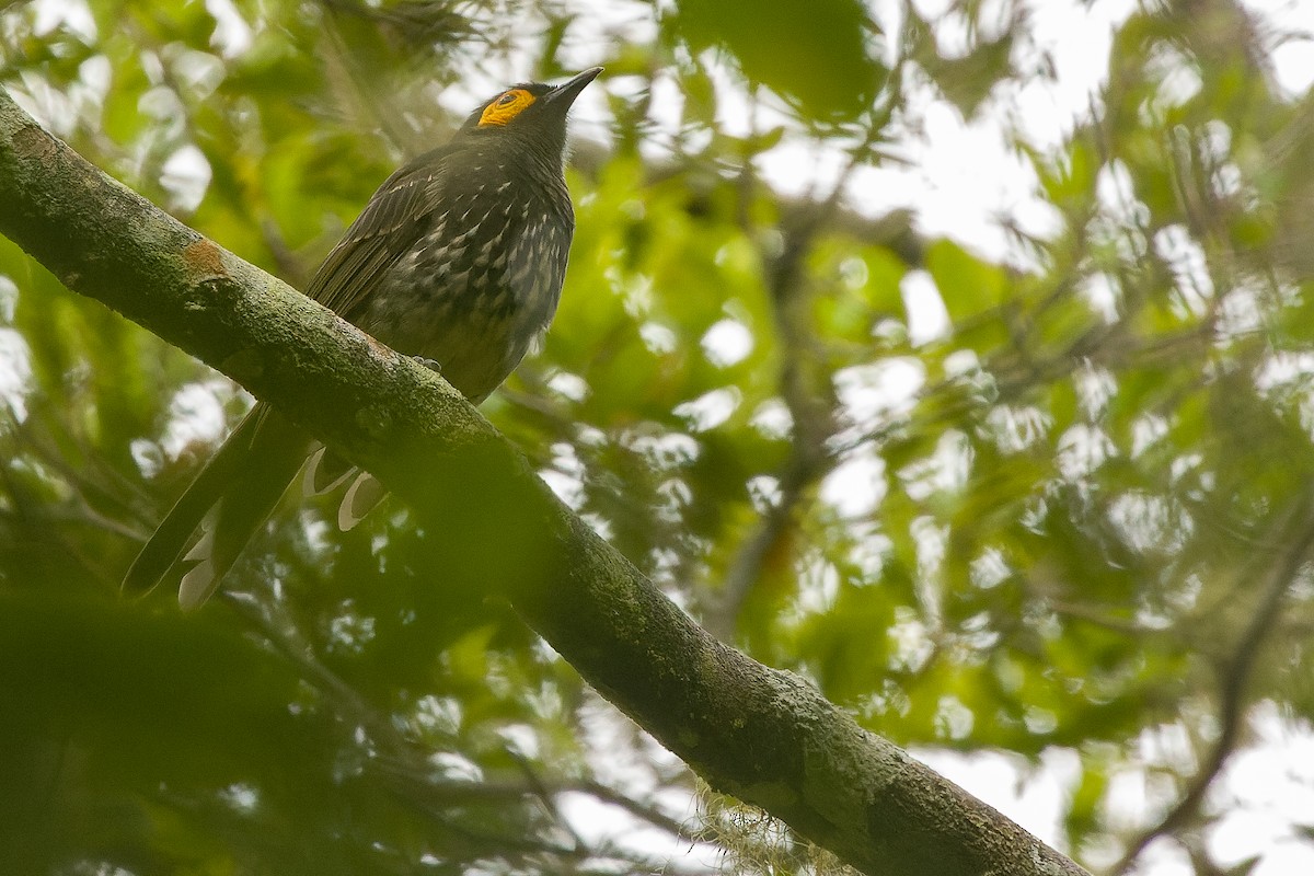 Arfak Honeyeater - ML616552920