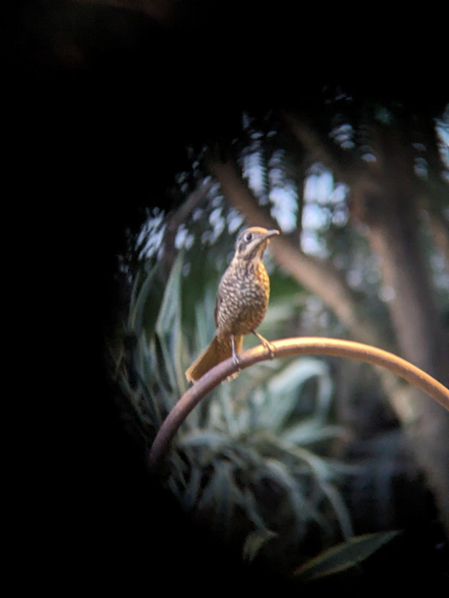 Chestnut-bellied Rock-Thrush - ML616552931