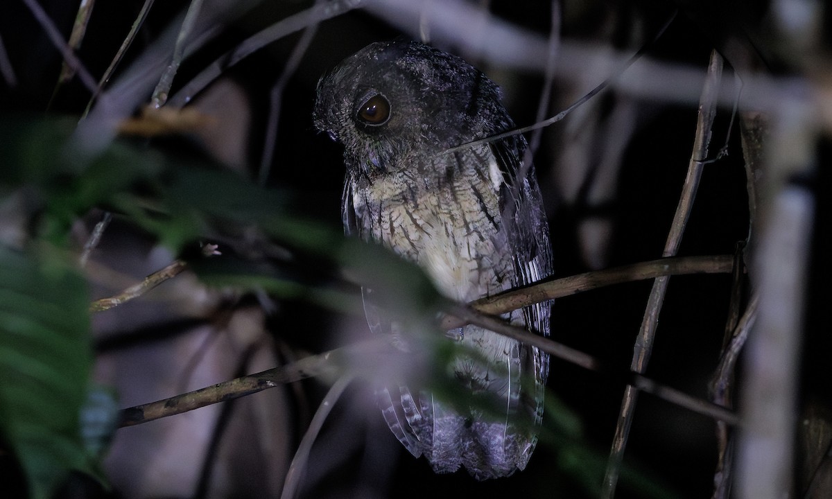 Tawny-bellied Screech-Owl - ML616552937