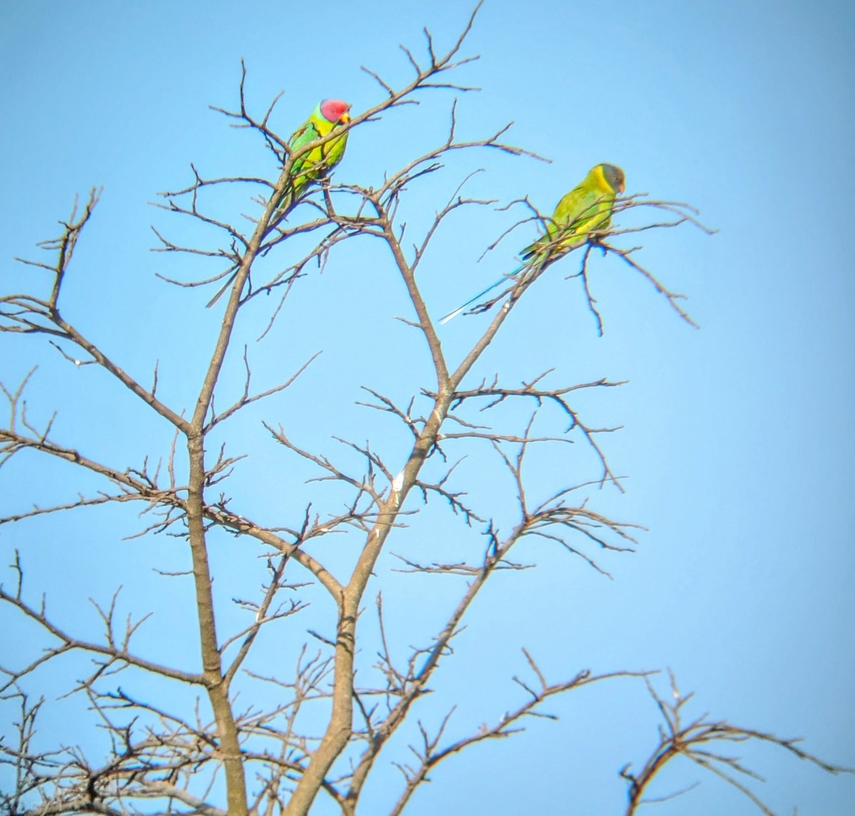 Plum-headed Parakeet - ML616552966