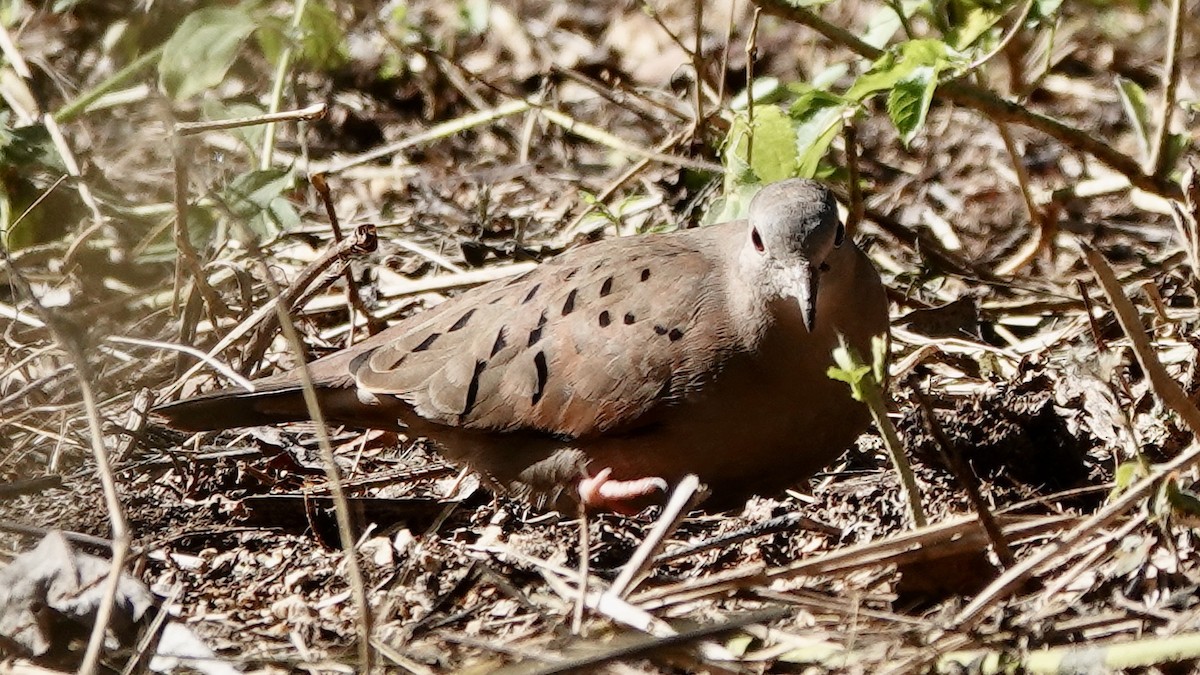 Ruddy Ground Dove - ML616552970