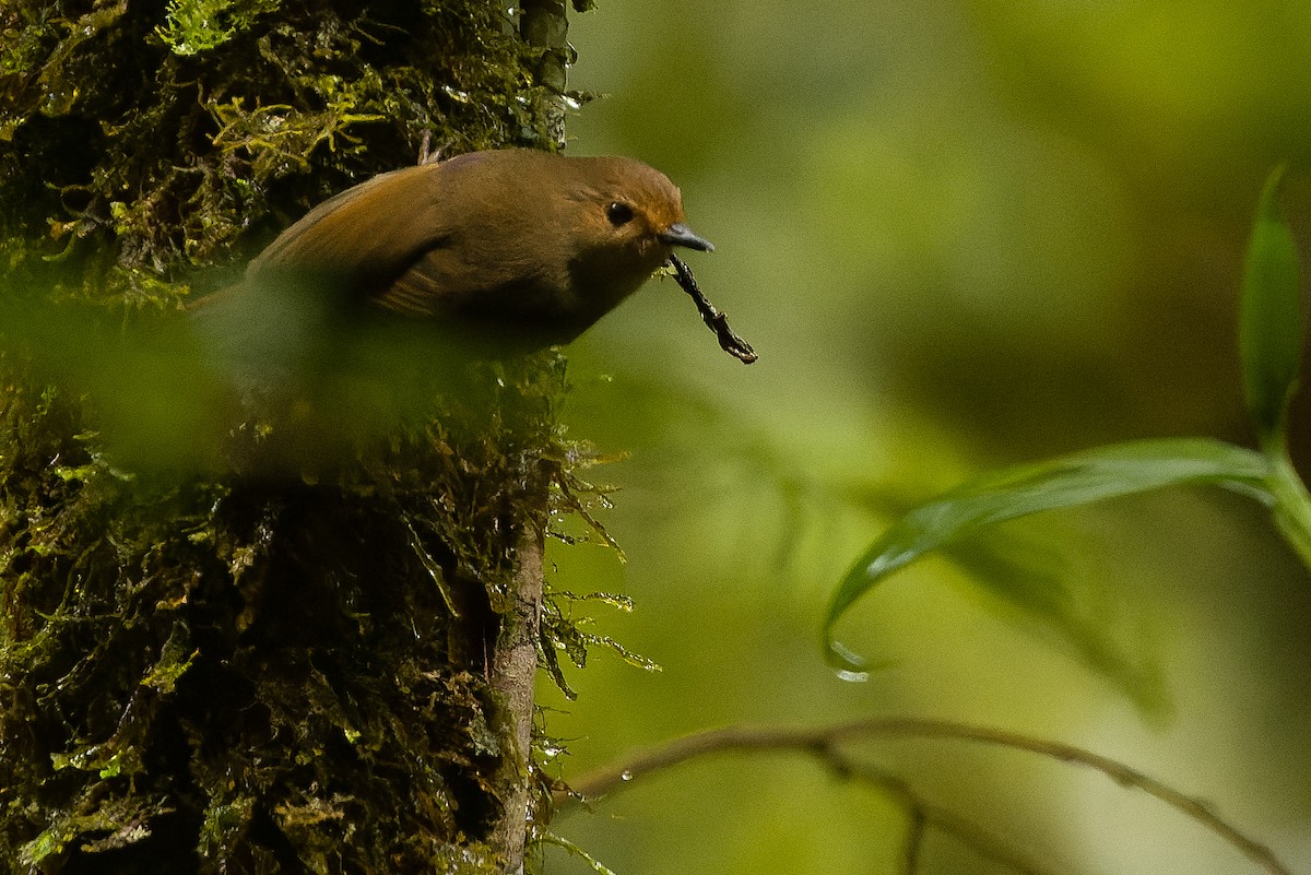 Large Scrubwren - ML616552989