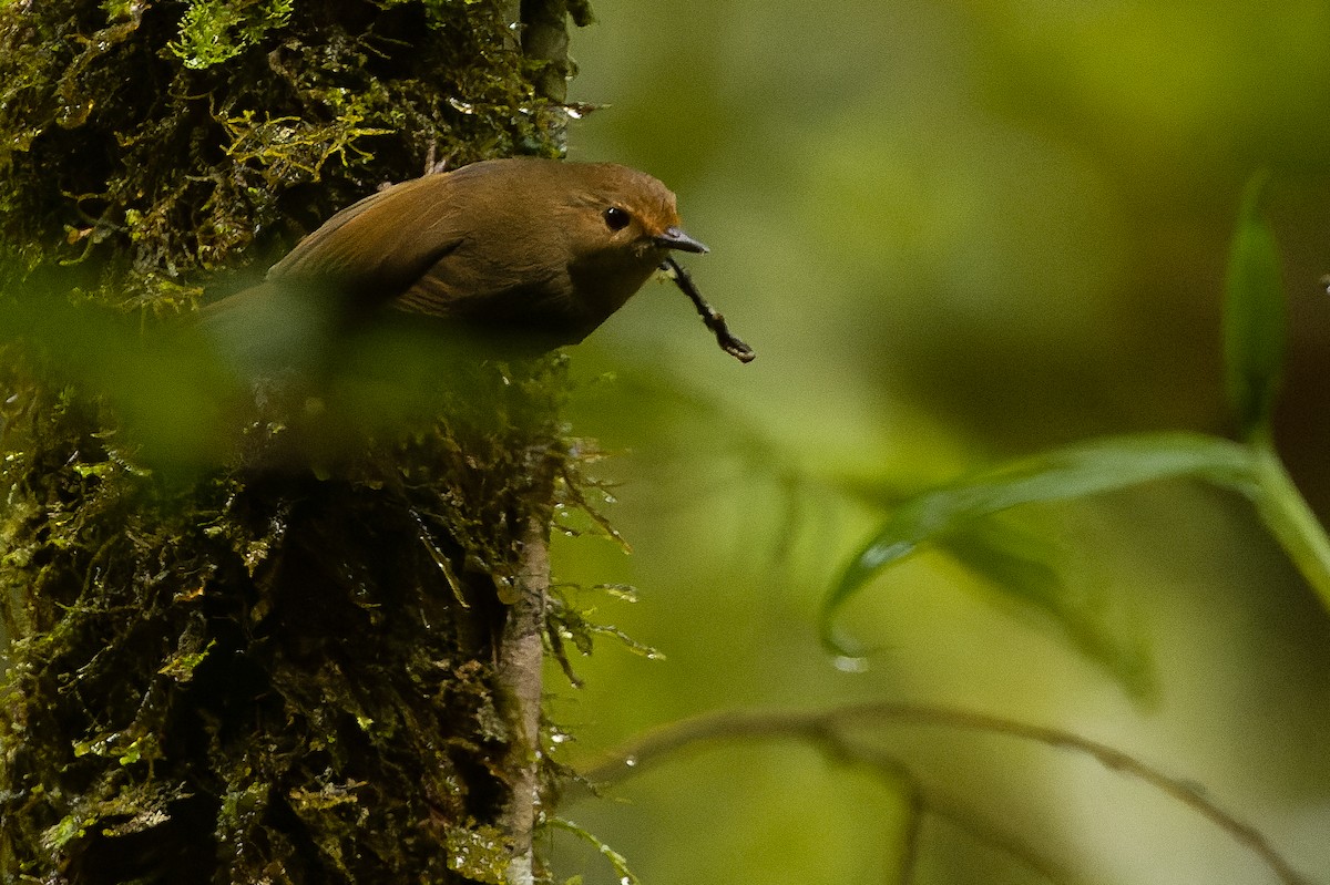 Large Scrubwren - ML616552991