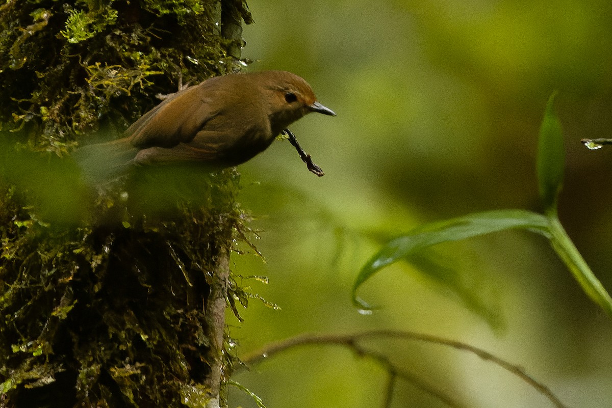 Large Scrubwren - ML616552993