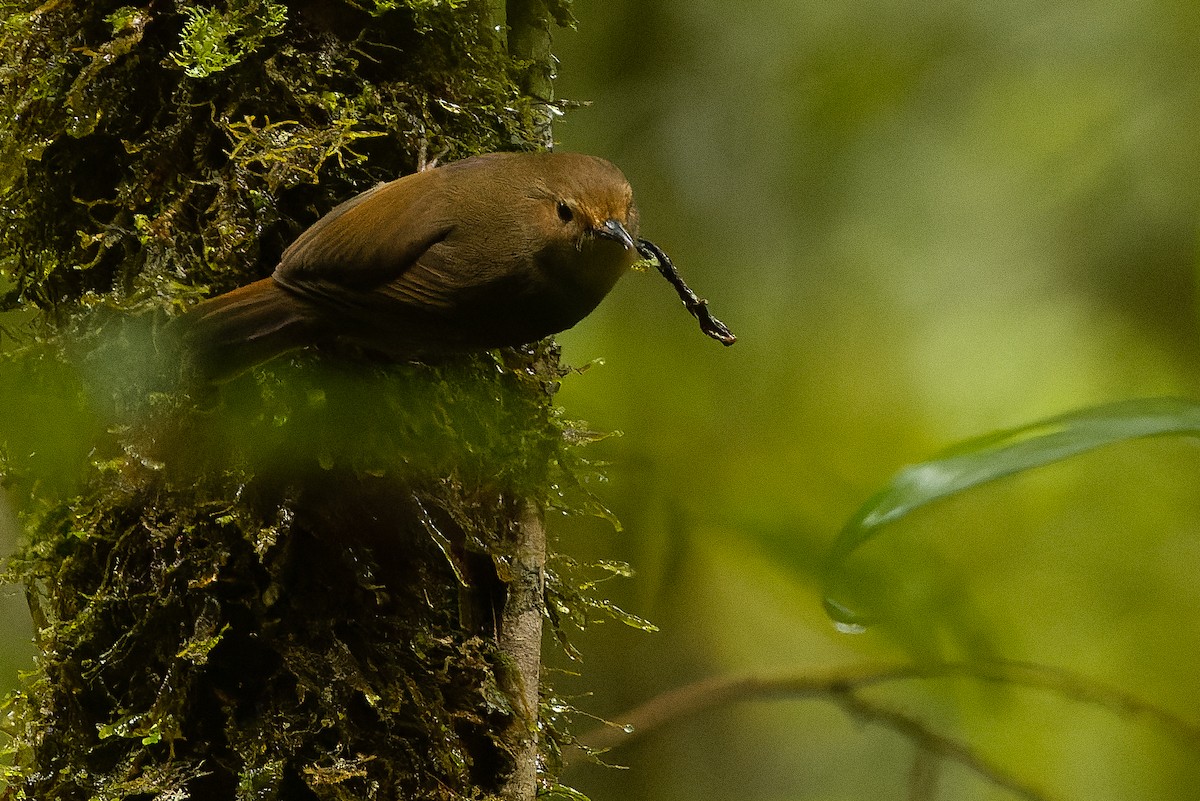 Large Scrubwren - ML616552994