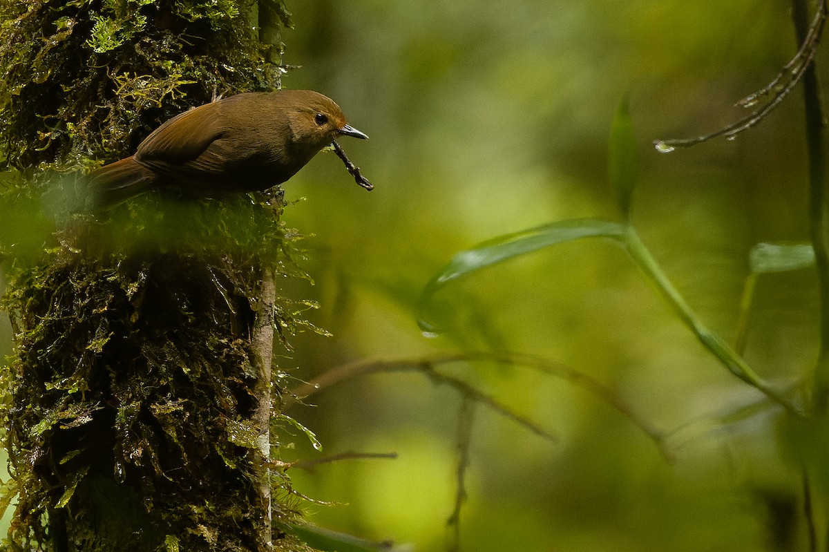 Large Scrubwren - ML616552995